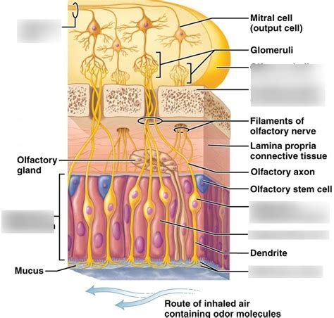 Correctly identify the following anatomical features of the olfactory receptors - Study with Quizlet and memorize flashcards containing terms like What systems are only innervated by the sympathetic nervous system? Check all that apply., Classify the descriptions as pertaining to either white or gray rami with respect to their location and composition., Dual innervation by both the parasympathetic and sympathetic divisions of the ANS imparts what function to the organ? and ...